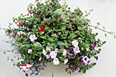 DOUBLE & SINGLE PETUNIAS, LOBELIA, FUCHSIA, PLECTRANTHUS & HELICHRYSUM, HANGING BASKET, JUNE