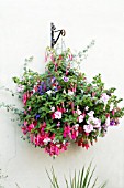 DOUBLE PETUNIAS, LOBELIA, FUCHSIA & HELICHRYSUM, HANGING BASKET, JUNE