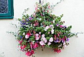 DOUBLE PETUNIAS, LOBELIA, FUCHSIA & HELICHRYSUM, HANGING BASKET, JUNE