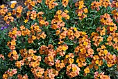 ERYSIMUM APRICOT TWIST