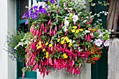 FUCHSIA, BIDENS, PETUNIA & CALIBRACHOA, HANGING BASKET