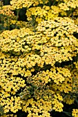 ACHILLEA INCA GOLD