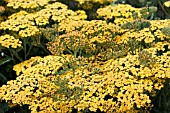 ACHILLEA INCA GOLD