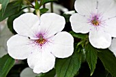 ACHIMENES CHARITY, TENDER POT PLANT