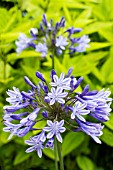 AGAPANTHUS ISIS