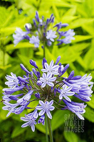 AGAPANTHUS_ISIS