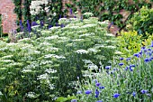 AMMI MAJUS GRACELANDS & CENTAURIA CYANUS BLUE BOY, HARDY ANNUALS