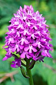 ANACAMPTIS PYRAMIDALIS, PYRAMIDAL ORCHID, NATIVE TERRESTRIAL ORCHID