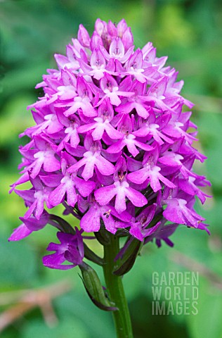 ANACAMPTIS_PYRAMIDALIS_PYRAMIDAL_ORCHID_NATIVE_TERRESTRIAL_ORCHID