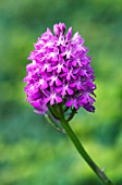 ANACAMPTIS PYRAMIDALIS, PYRAMIDAL ORCHID,