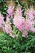 ASTILBE VENUS