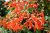 BEGONIA SCARLET  FOUNTAIN