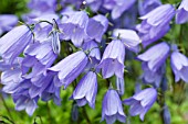 CAMPANULA COCHLEARIIFOLIA