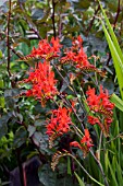 CROCOSMIA LUCIFER