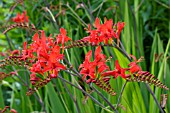 CROCOSMIA LUCIFER