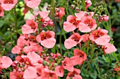 DIASCIA CORAL BELLE (HECBEL)