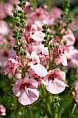 DIASCIA PINK PANTHER (PENTHER)