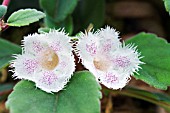 EPISCIA SAN MIGUEL