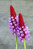 PRIMULA VIALII