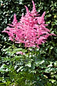 ASTILBE RHEINLAND, HARDY PERENNIAL