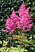 ASTILBE RYTHM & BLUES, HARDY PERENNIAL