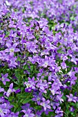 CAMPANULA LACTIFLORA PRICHARDS VARIETY