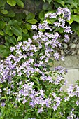 CAMPANULA LACTIFLORA