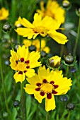 COREOPSIS LANCEOLATA STERNTALER