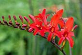 CROCOSMIA LUCIFER