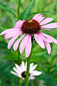 ECHINACEA PURPUREA ROBERT BLOOM