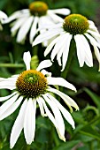 ECHINACEA PURPUREA WHITE LUSTRE