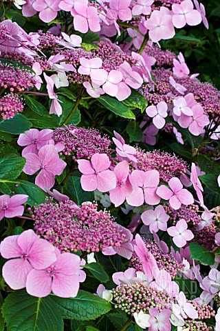 HYDRANGEA_BLUE_WAVE_LACECAP_HYDRANGEA_ON_CHALK