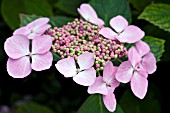 HYDRANGEA BLUE WAVE LACECAP HYDRANGEA ON CHALK