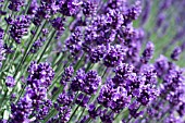 LAVANDULA HIDCOTE