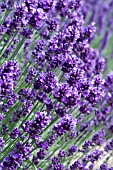 LAVANDULA HIDCOTE