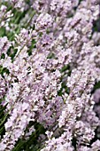 LAVANDULA LODDEN PINK