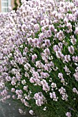 LAVANDULA LODDEN PINK, HARDY SHRUB, JUNE