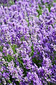 LAVANDULA TWINKEL PURPLE