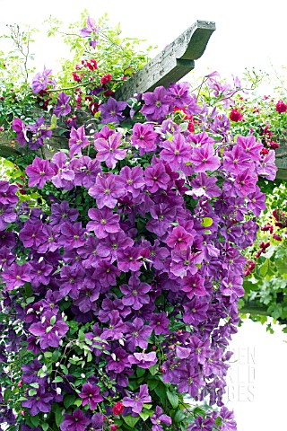 CLEMATIS_VICTORIA_HARDY_CLIMBER_WITH_ROSA_EXCELSA_RAMBLER_ROSE