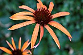 ECHINACEA ARTS PRIDE