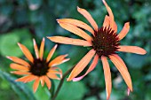 ECHINACEA ARTS PRIDE