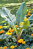 ENSETE VENTRICOSUM, DWARF TENDER BANANA IN SUMMER BEDDING SCHEME