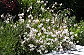 GAURA WHIRLING BUTTERFLIES