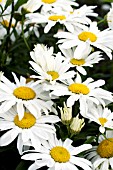 LEUCANTHEMUM SUPERBUM SNOWCAP