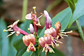 LONICERA HENRYI, EVERGREEN CLIMBER