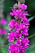 LYTHRUM SALICARIA, PURPLE LOOSTRIFE, NATIVE WATERSIDE PERENNIAL