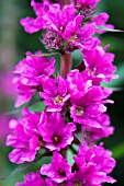 LYTHRUM SALICARIA, PURPLE LOOSTRIFE, NATIVE WATERSIDE PERENNIAL