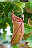 NEPENTHES SANGUINEA, PITCHER PLANT