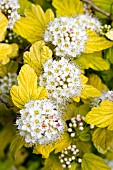 PHYSOCARPUS OPULIFOLIUS DARTS GOLD