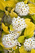 PHYSOCARPUS OPULIFOLIUS DARTS GOLD